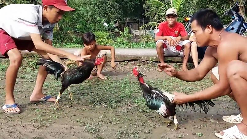 Campuchia đã hợp pháp hóa trò chơi đá gà