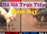 Tham gia theo dõi đá gà trực tiếp gay cấn hôm nay tại nhà cái 9Club